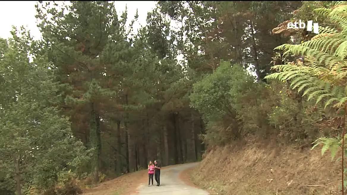 Pista en un bosque