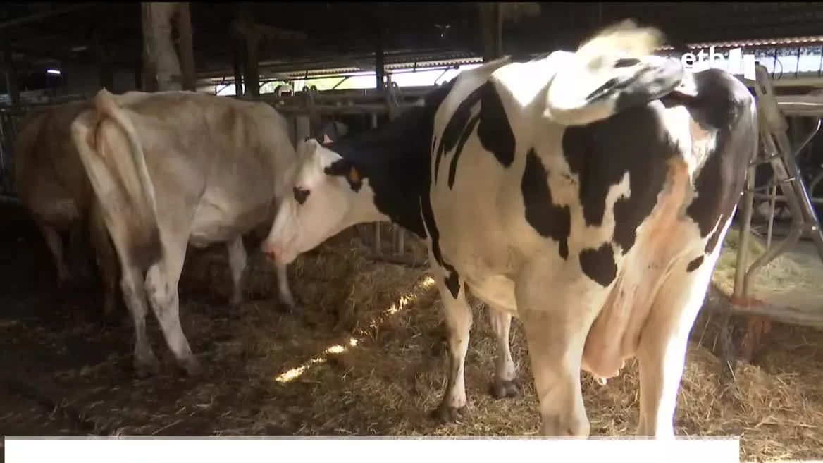La producción de leche no resulta rentable, y, en consecuencia, hay negocios que prefieren vender sus reses como carne, para evitar gastos en pienso.