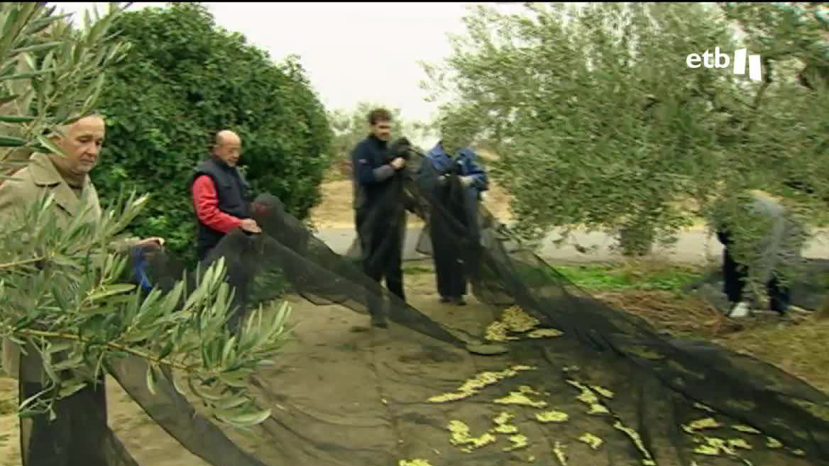 El calor y la sequía van a hacer que la cosecha sea menor que la de otros años; así, todo apunta a que el precio del aceite de oliva, que ya se ha disparado por la guerra de Ucrania, experimente otro repunte.