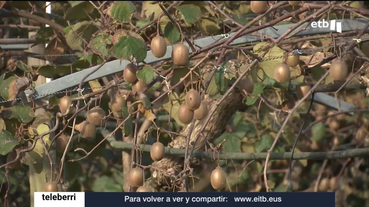 kiwi
