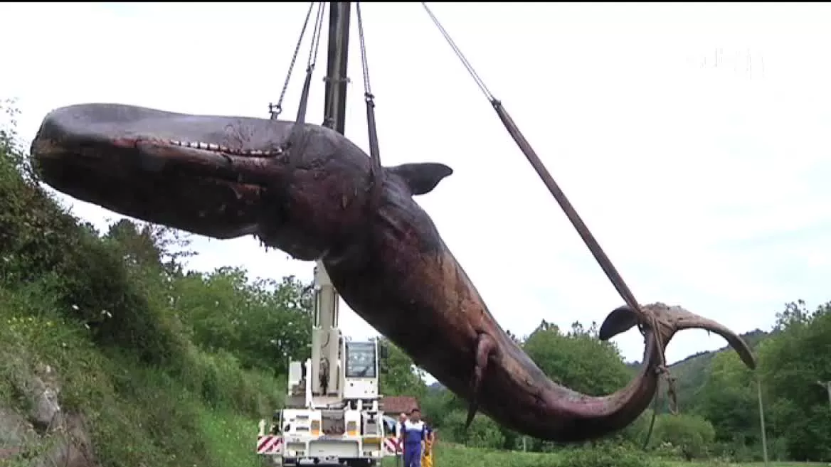 En 2005, el Ayuntamiento de Bermeo tenía previsto sacar la ballena hundida allí en un plazo de dos años y, pasados 17 años, sigue allí. Los costes de varamientos de grandes cetáceos pueden ascender hasta los 100 000 euros. Cada año, entre 40 y 50 animales marinos quedan hundidos en la costa vasca.