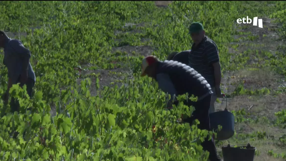 El Ministerio de Agricultura, Pesca y Alimentación ha dado el visto al acuerdo del pleno del Consejo Regulador de la DOCa Rioja para garantizar la exclusividad de producción de los viñedos inscritos en la Denominación.