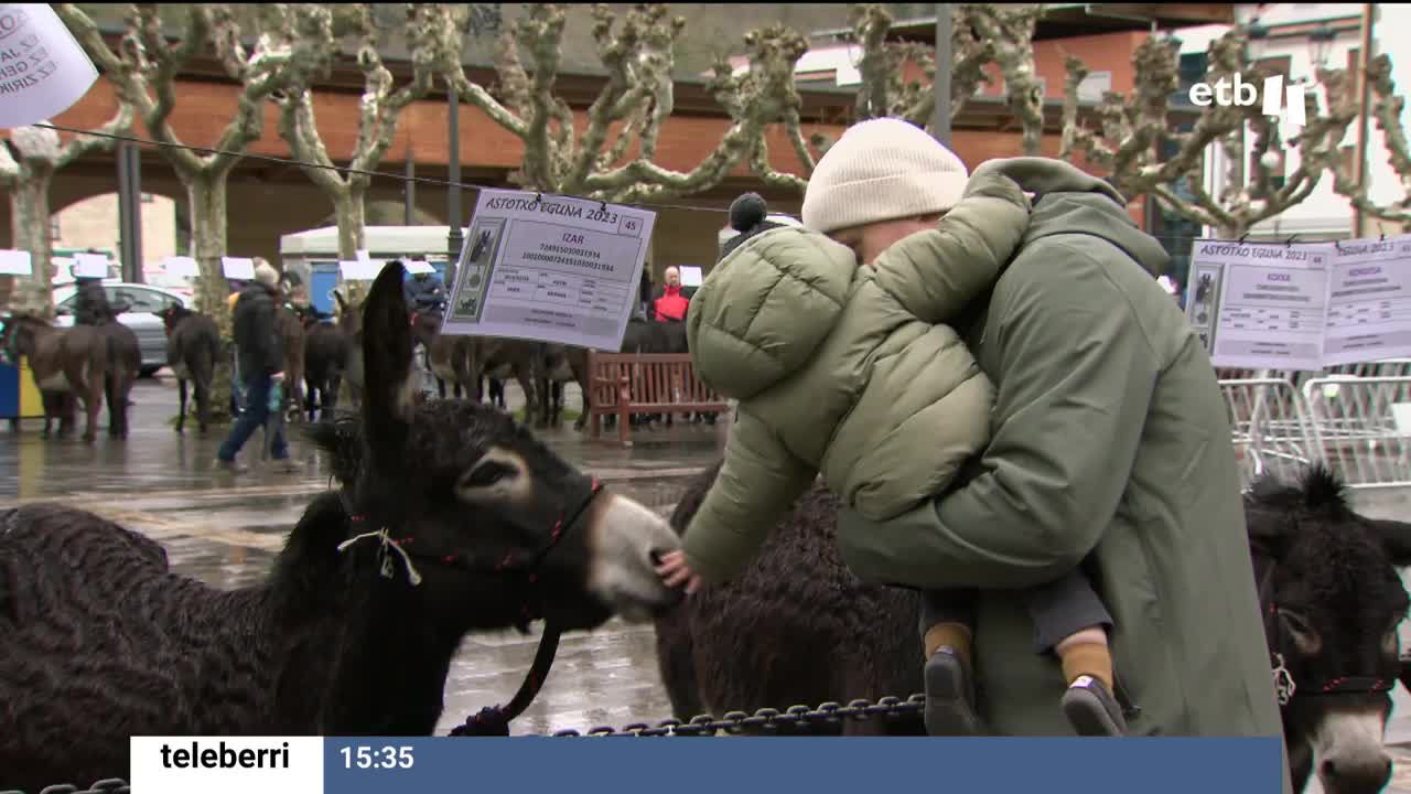 Ambiente festivo en la localidad del Goierri, pero en esta ocasión no podrán disfrutar de la representación de la Huida a Egipto. Han reunido a 100 burros de la raza de las Encartaciones en la plaza del pueblo.