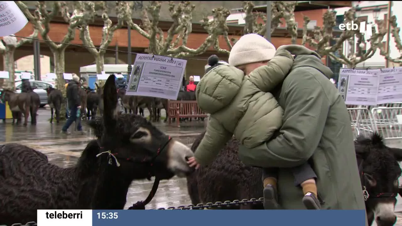 Ambiente festivo en la localidad del Goierri, pero en esta ocasión no podrán disfrutar de la representación de la Huida a Egipto. Han reunido a 100 burros de la raza de las Encartaciones en la plaza del pueblo.
