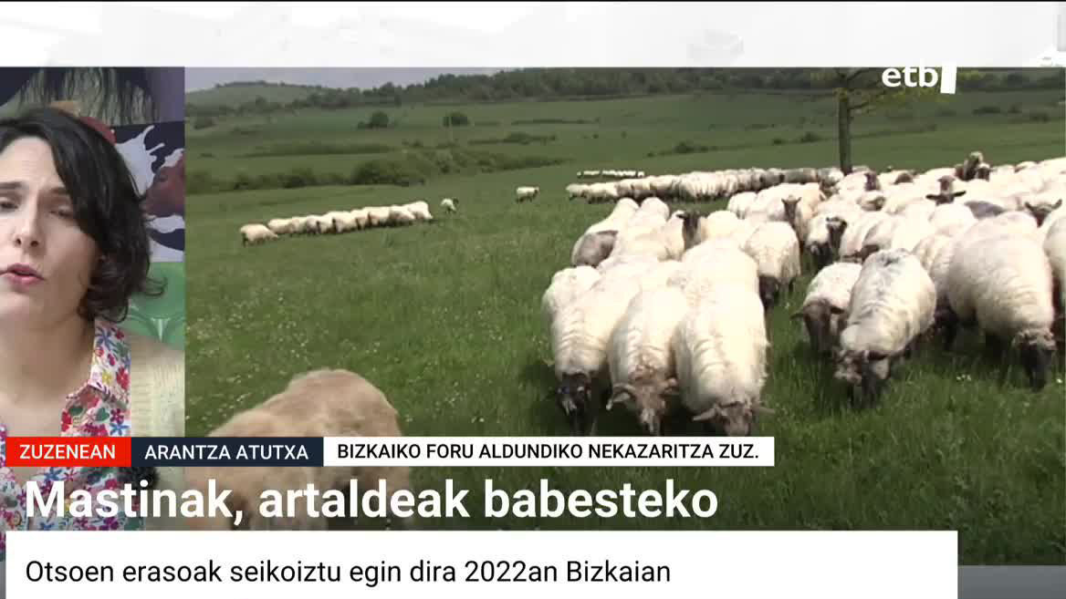 Los ataques de lobos se sextuplicaron en Bizkaia en 2022, contabilizándose 58 ataques en Karrantza, Gorbea y Orduña. Arantza Atutxa, directora de agricultura de Bizkaia, ha visitado Egun On Euskadi y ha explicado que una de las medidas preventivas será utilizar mastines para proteger a los rebaños.