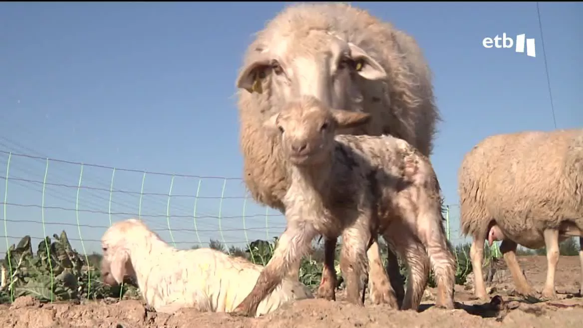 El consumo de carne de cordero en el Estado español ha caído un 22 %. La carne halal es consumida por las personas musulmanas y cada vez es más demanda también en Euskal Herria.
