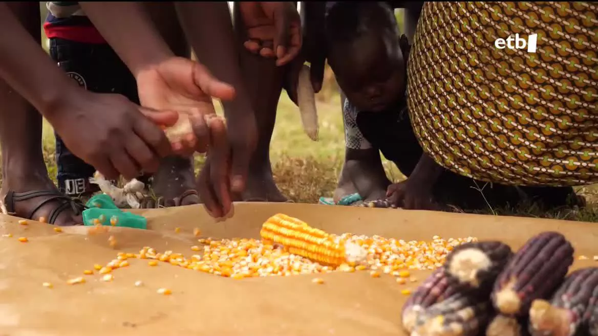 Haziak ekoizten dituzten munduko enpresa handiek, agrokimikako enpresa handiek, Afrika jo dute begiz. Kenyan, esaterako, gobernuarekin harremanetan daude euren hazi transgenikoak zabaldu ahal izateko. Bertako nekazariak, ordea, asmo horiei aurre egiteko antolatzen hasi dira.