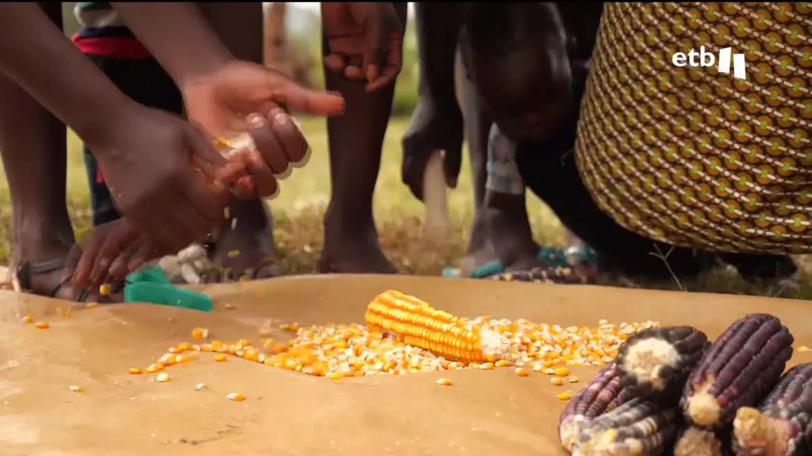 Las grandes empresas agroquímicas y productoras de semillas del mundo han puesto sus ojos en África. En el sur de Kenia, en la zona del Lago Victoria, los labradores indígenas intentan resistirse a la imposición de usar semillas transgénicas y se organizan para seguir adelante.