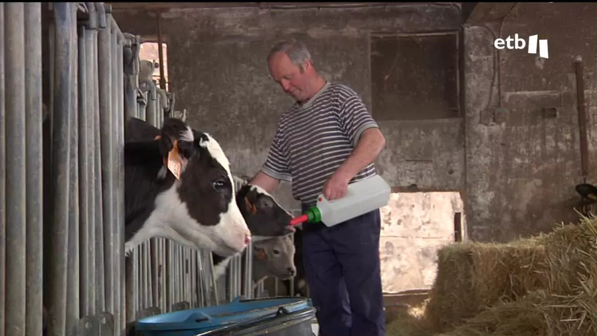 Desde el pasado otoño a los baserritarras les pagan 60 céntimos de euro por litro de leche. El incremento ha sido considerable, del 50 %; aun así, necesario, ya que llevaban dos años produciendo a pérdidas.