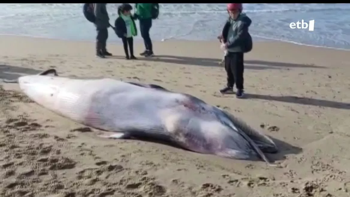 Ia hiru metro luzeko balea bat hilik agertu da Donostian, Kursaaletik gertu. Handik gutxira erretiratu egin dute animaliaren gorpua, eta datozen orduetan Euskal Herriko Unibertsitateak Plentzian duen egoitzara bidaliko dute, bertan aztertu dezaten.