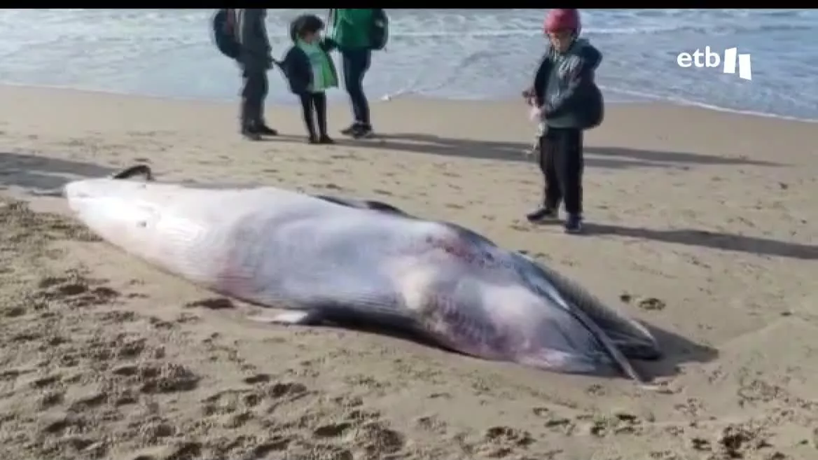 Una ballena de casi tres metros de largo ha aparecido muerta en Donostia, cerca del Kursaal. El cuerpo del animal ha sido retirado poco después, y en las próximas horas será enviado a la sede de la Universidad del País Vasco en Plentzia, para ser examinado allí.
