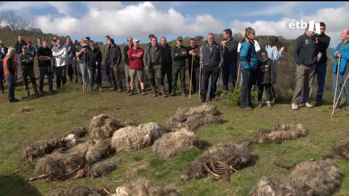 Denuncian que los ataques de los lobos son constantes, que en el último año han muerto más de 100 cabezas de ganado. Por ello, se han juntado más de 150 personas, repartidas en grupos, para espantar a los animales sin usar armas.