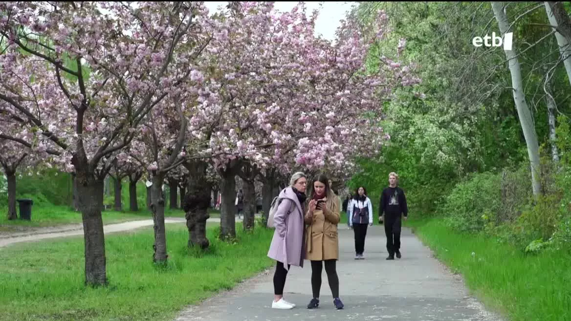 Berlinen, negu luzearen ostean, udaberriak eztanda egin du eta horren sinbolo dira hiri guztian zehar loratu diren gereziondoak. Jende ugari gerturatzen da bertara argazkiak ateratzera. Gainera, zuhaitz horiek balio berezia dute; izan ere, Japoniak milaka oparitu zizkion, harresia erori ostean.
