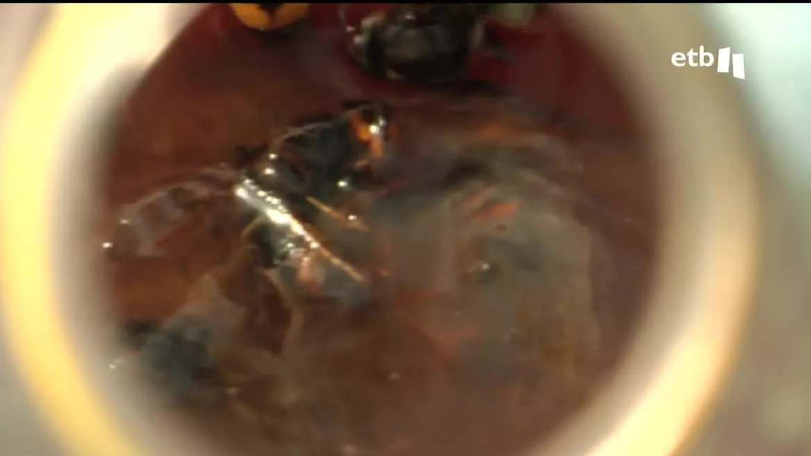 Desde su llegada en 2010, se ha realizan campañas de captura de las avispas asiáticas reinas en primavera, hasta principios de mayo. Es una captura imprescindible porque de lo contrario atacan a la abeja autóctona. La mitad de las abejas se están muriendo a causa del avispón asiático y l