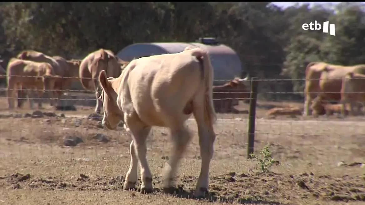 Hay zonas donde no ha precipitado en más de 100 días, y los ganaderos y agricultores están especialmente preocupados. ETB realizará un especial seguimiento de varias zonas donde la sequía tiene mayor incidencia.