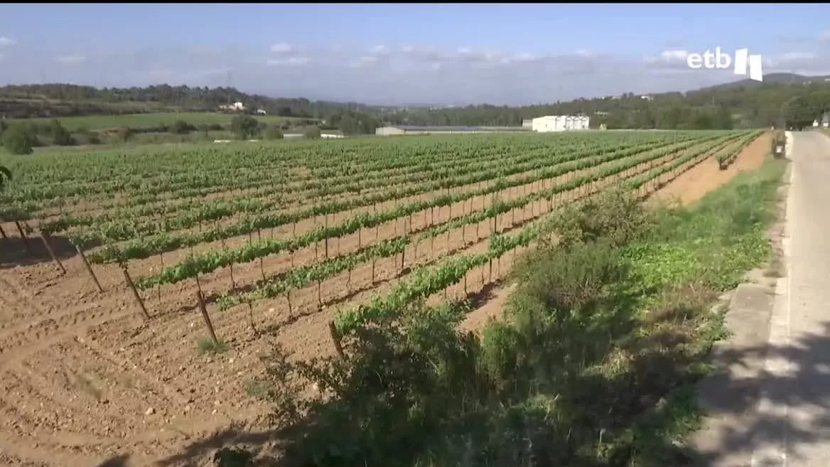 Si no llueve en abundancia los próximos días y semanas, en septiembre empezarán a aplicarse cortes de agua del grifo. Antes, sin embargo, los agricultores lo habrán perdido todo. Los sindicatos agrarios consideran insuficientes las ayudas aprobadas recientemente por el Gobierno español.