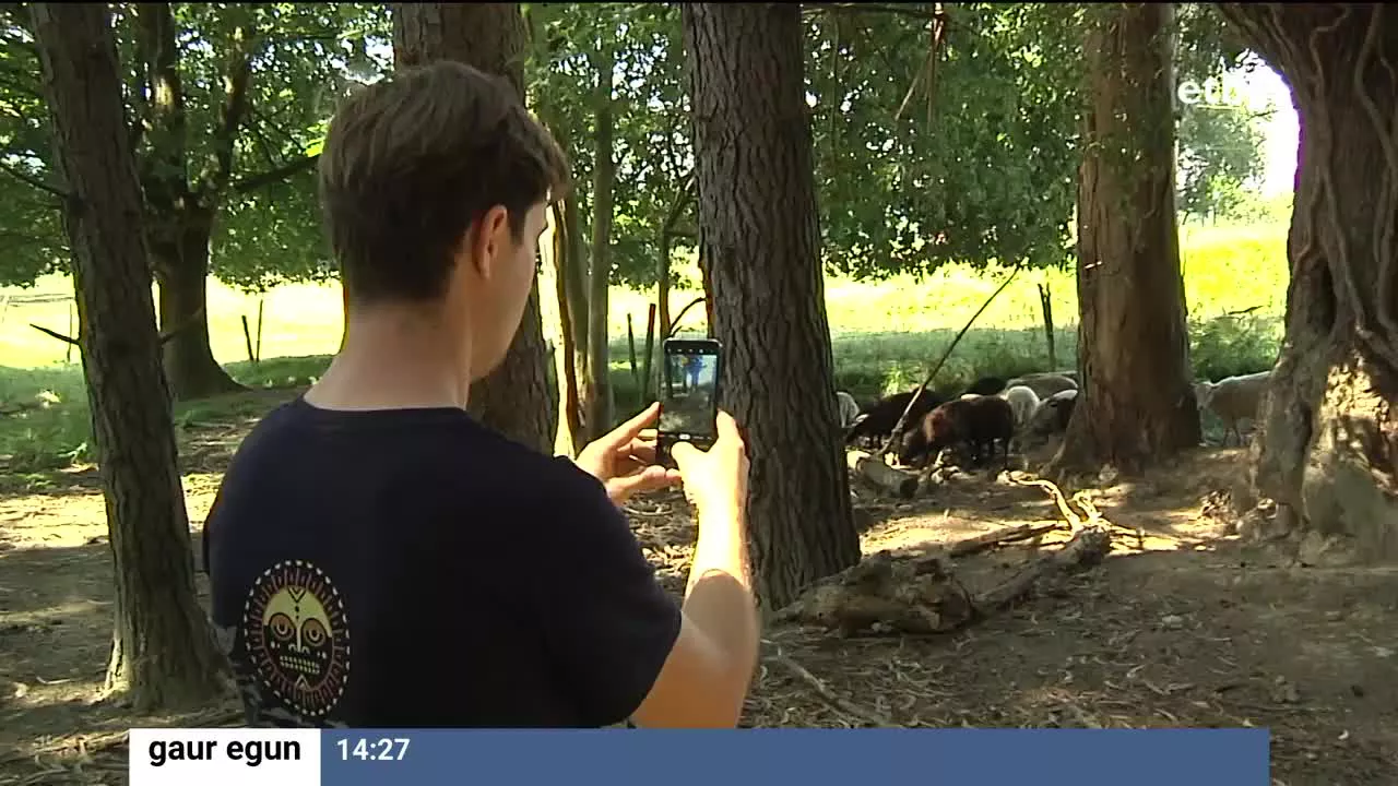 Vacapop aplikazioaren bidez, ganadua saltzen eta erosten dute abeltzainek. Asturiasen jaio zen sakelako aplikazio hori, eta dagoeneko 40.000 erabiltzaile baino gehiago ditu.