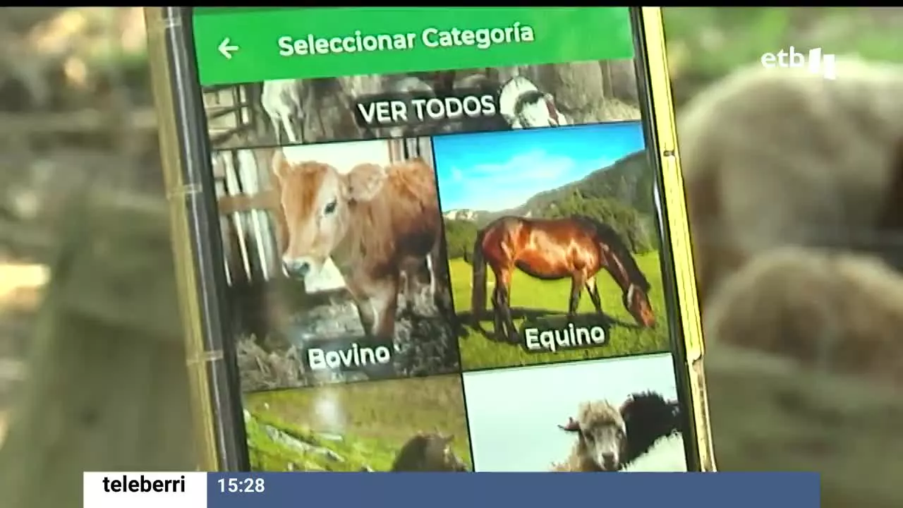 A través de la aplicación Vacapop, los ganaderos venden y compran ganado. Esta aplicación de móvil nació en Asturias y cuenta ya con más de 40 000 usuarios.