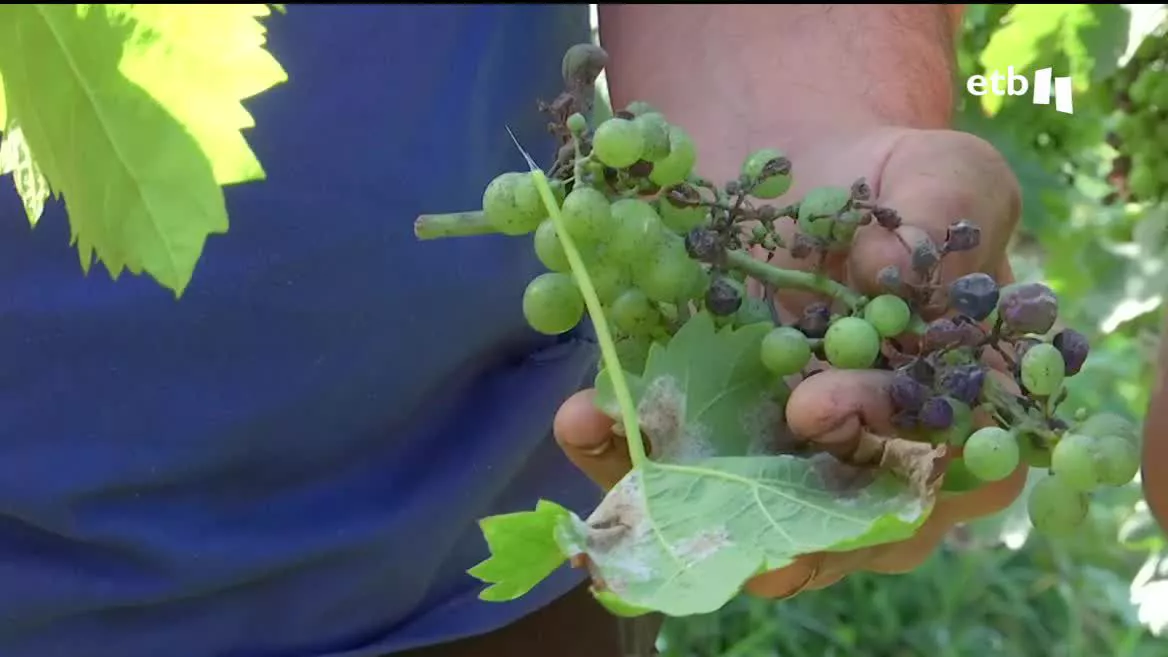 Muchos agricultores de la denominación de origen de Irulegi han perdido la mitad de su producción debido a esta enfermedad. En Bizkaia y en Gipuzkoa, pese a que el mildiu afecta a las cosechas, lo tienen bajo control.
