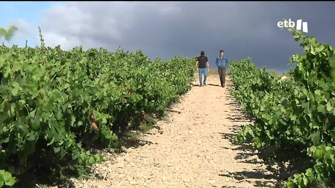 Preocupa la falta de temporeros a falta de menos de un mes para la vendimia en Rioja Alavesa. Hacen falta unos 600 trabajadores que de momento no se encuentran. Y es que las vendimias en el sur y en el norte cada vez coinciden más en el tiempo; lo que hace imposible que los temporeros puedan moverse