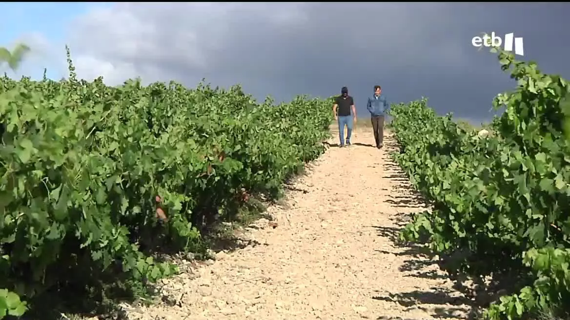 Preocupa la falta de temporeros a falta de menos de un mes para la vendimia en Rioja Alavesa. Hacen falta unos 600 trabajadores que de momento no se encuentran. Y es que las vendimias en el sur y en el norte cada vez coinciden más en el tiempo; lo que hace imposible que los temporeros puedan moverse