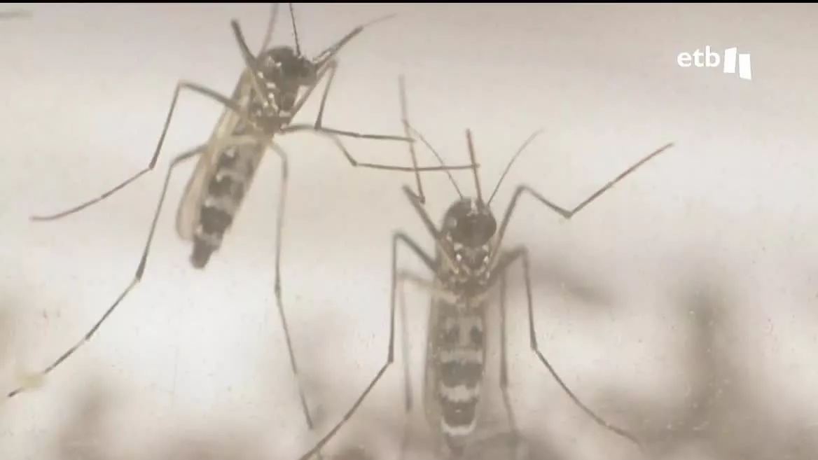 Se han detectado mosquitos de tigre en más de la mitad de los departamentos del Estado francés. Ante esta situación, en Ipar Euskal Herria han comenzado a realizar campañas de sensibilización y han puesto en marcha acciones concretas, como trampas para impedir el desarrollo de las larvas.