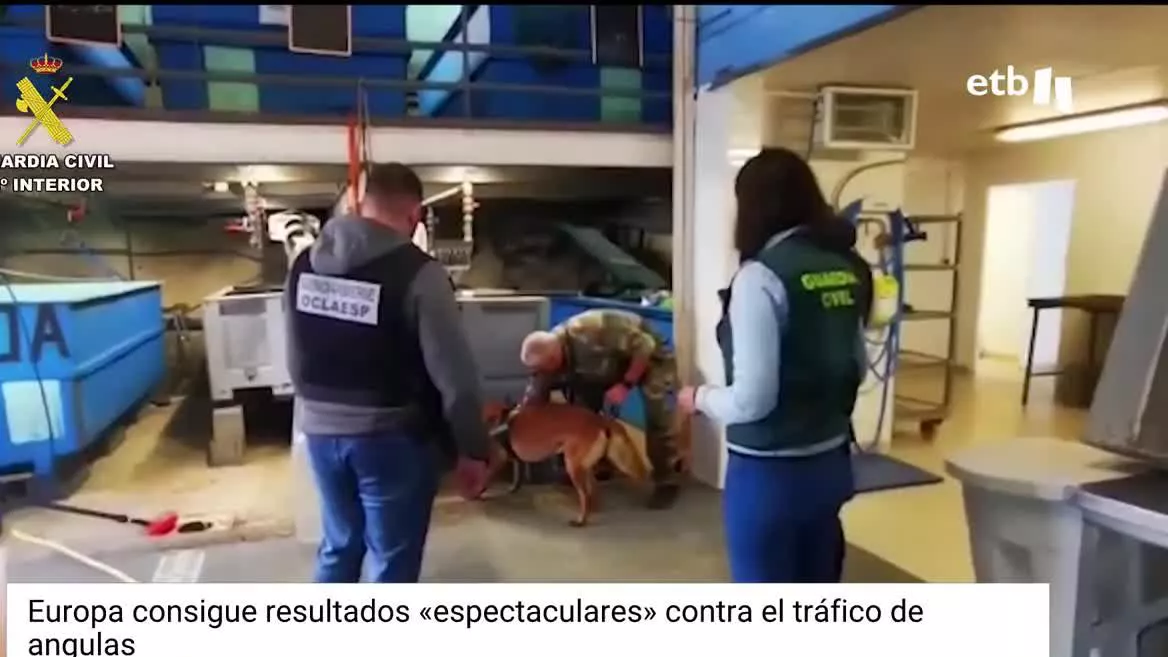 Coordinada por Europol, la operación tiene como objetivo tratar de impedir su pesca, que lleva prohibida 7 años. Es un delito medioambiental, recoge mucho dinero y atrae a organizaciones criminales.