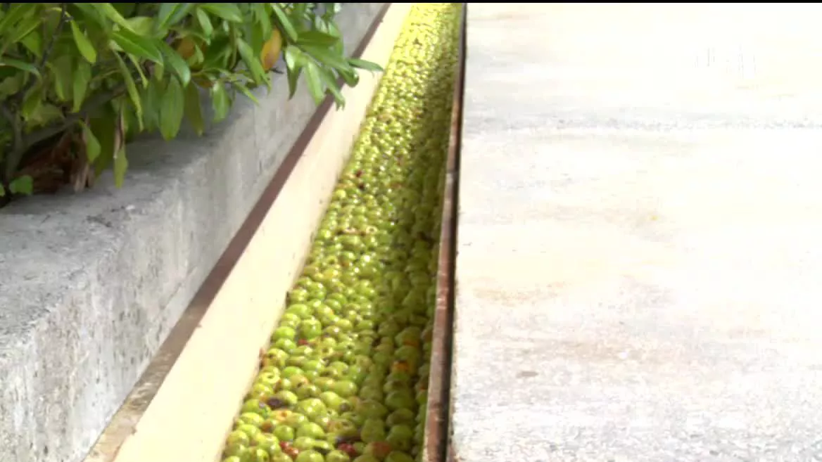 Los productores de sidra esperan una buena cosecha, similar a la de 2021.