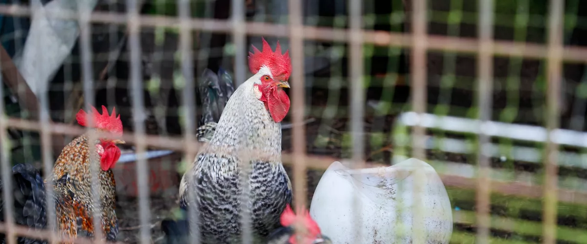 PALAS DE REI (LUGO), 11/11/2025.- Aves de corral, gallinas y gallos mestizos en una aldea de Palas de Rei (Lugo). Las granjas avícolas de puesta que están afectadas por el impacto de la gripe aviar se enfrentan a un parón de su actividad de hasta ocho meses con las pérdidas económicas que ello conlleva. EFE/ eliseo trigo
