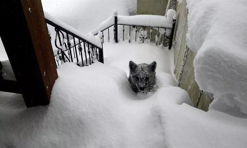 Aparece un osezno en las puertas de una casa en Prioro (León). Foto: Óscar Montero