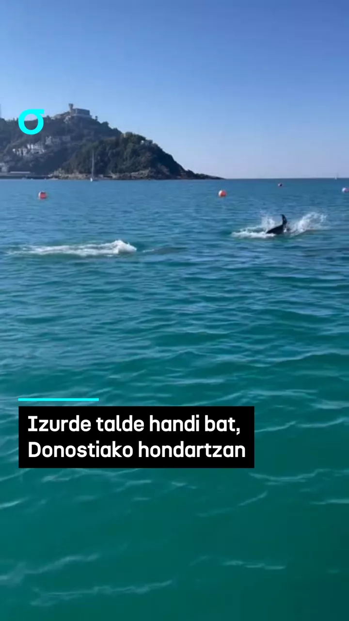 video feed poster