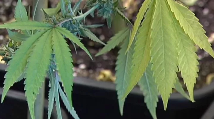 KALAMUA CAÑAMO MARIHUANA EITB