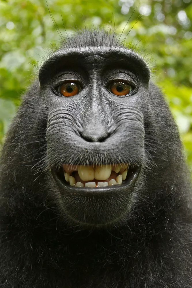 Tximua selfie. Argazkia: Wikimedia