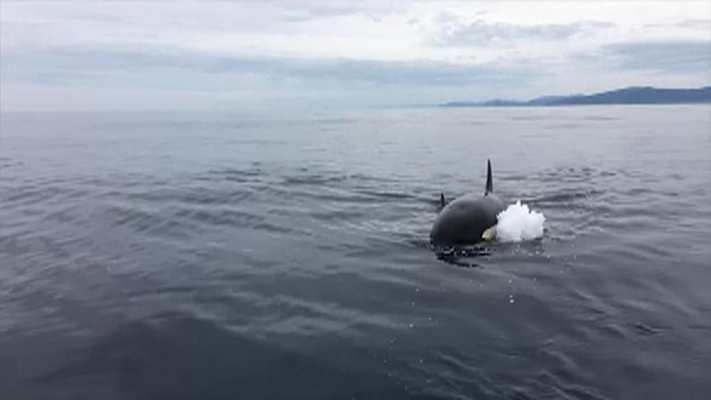 MAM-eko argazkia: orcas-plencia_