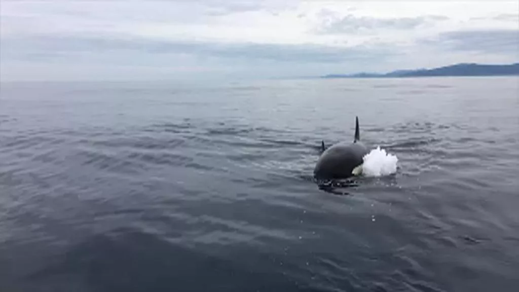MAM-eko argazkia: orcas-plencia_