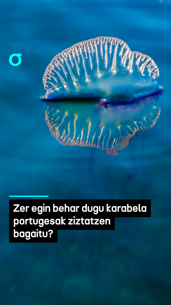 video feed poster