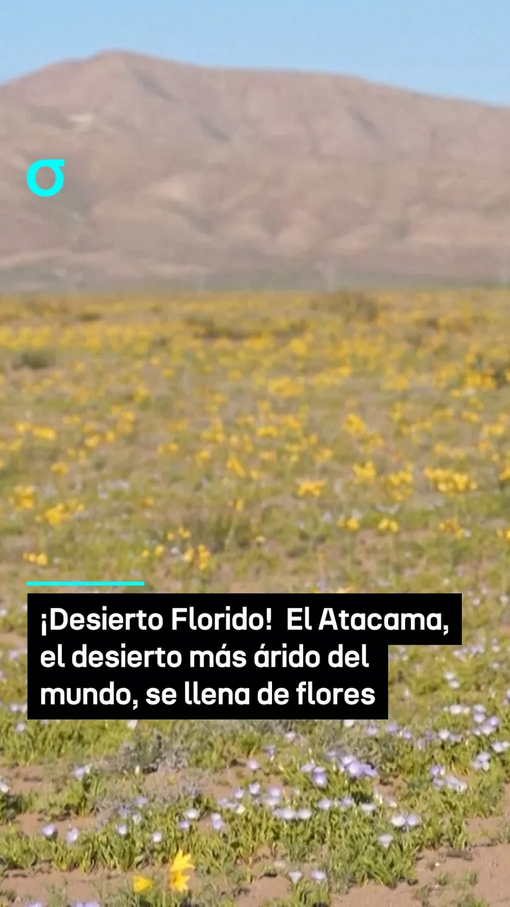 video feed poster