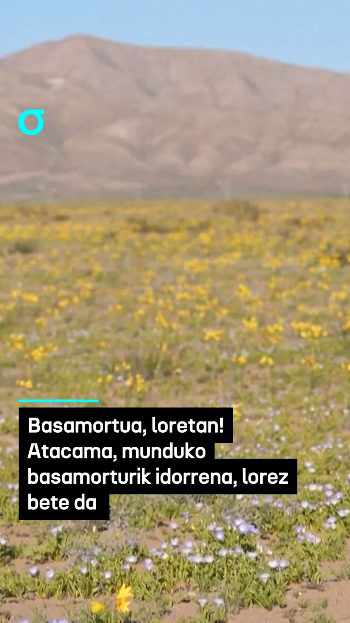 video feed poster