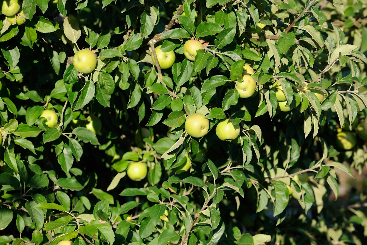 Manzanas en el manzano