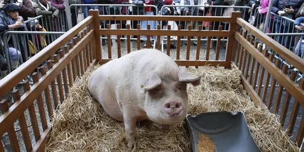 La cerda 'Potxola' tiene 409 kilos, es la más grande de la historia de la feria. EFE