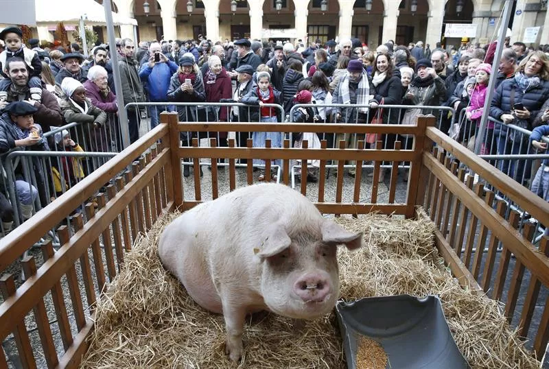 La cerda 'Potxola' tiene 409 kilos, es la más grande de la historia de la feria. EFE