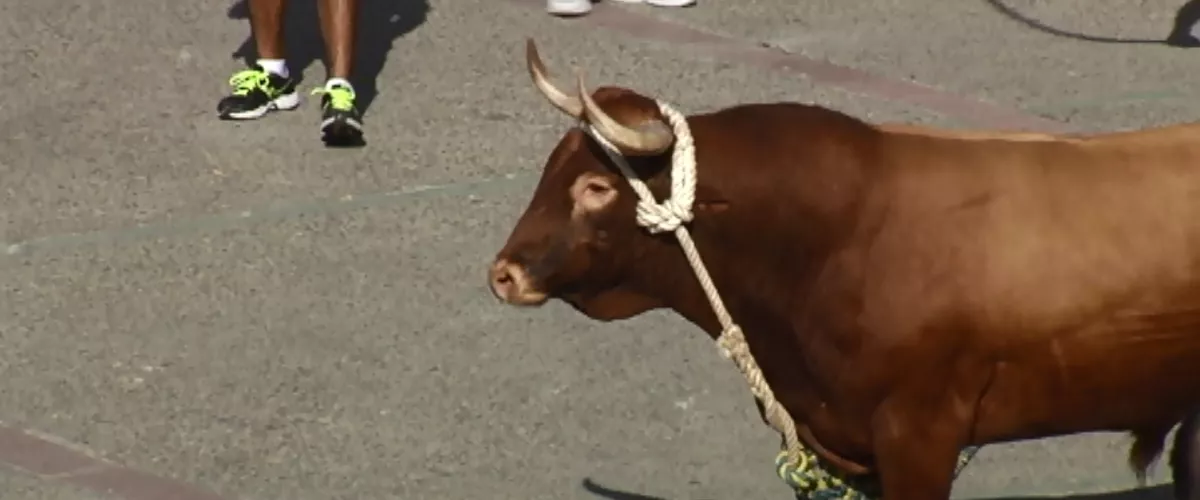 MAM-eko argazkia: sokamuturra-lodosa_