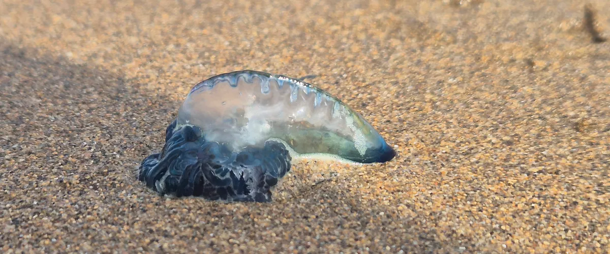 La Cruz Roja de Bizkaia ha alertado este domingo de la presencia de medusas en las playas de La Arena, Azkorri, Arriatera-Atxabiribil, Gorliz, Aritzatxu, Laida y Laga. Especialistas señalan que el cambio climático, junto con la contaminación y la disminución de sus depredadores naturales, está facilitando su expansión. El fenómeno coincide con un notable incremento de las temperaturas y alteraciones en las corrientes marinas, condiciones que favorecen la proliferación de estas especies. 