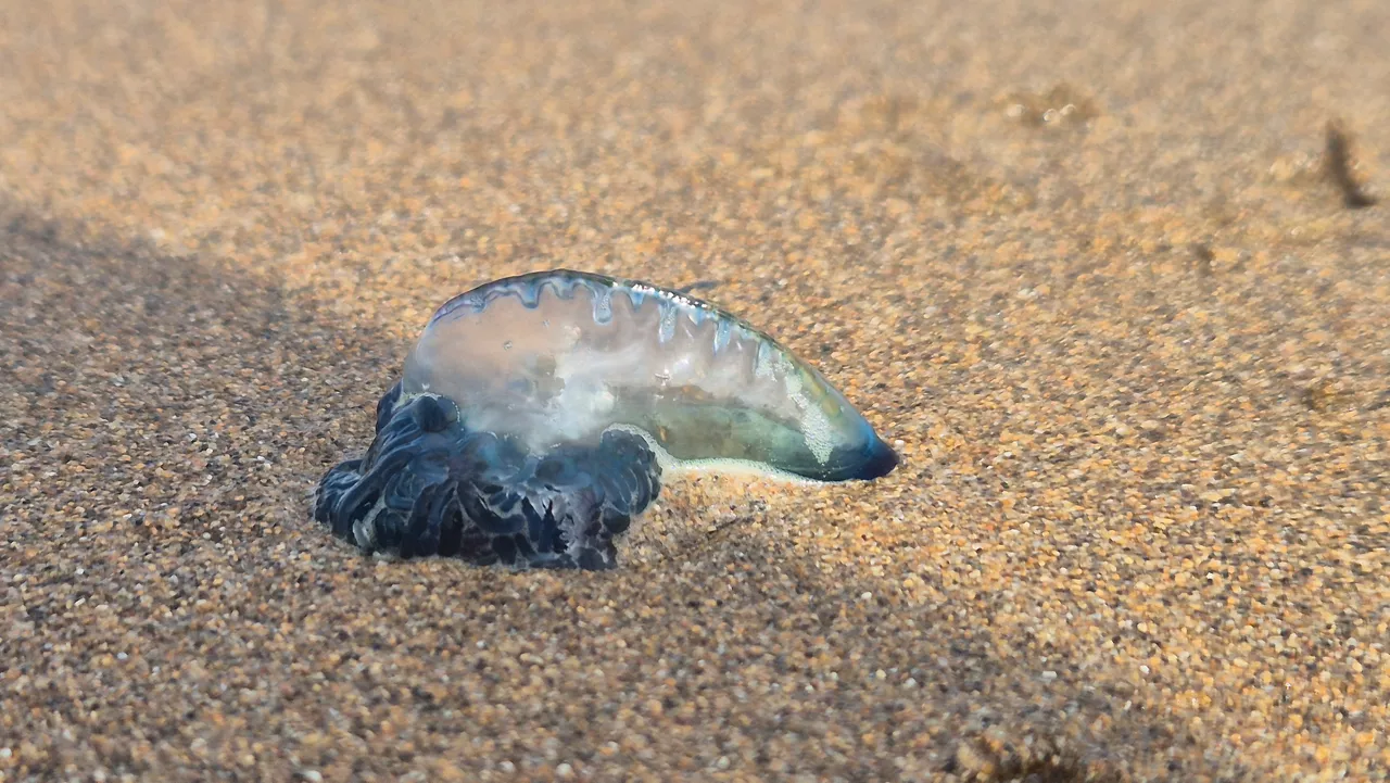 La Cruz Roja de Bizkaia ha alertado este domingo de la presencia de medusas en las playas de La Arena, Azkorri, Arriatera-Atxabiribil, Gorliz, Aritzatxu, Laida y Laga. Especialistas señalan que el cambio climático, junto con la contaminación y la disminución de sus depredadores naturales, está facilitando su expansión. El fenómeno coincide con un notable incremento de las temperaturas y alteraciones en las corrientes marinas, condiciones que favorecen la proliferación de estas especies. 
