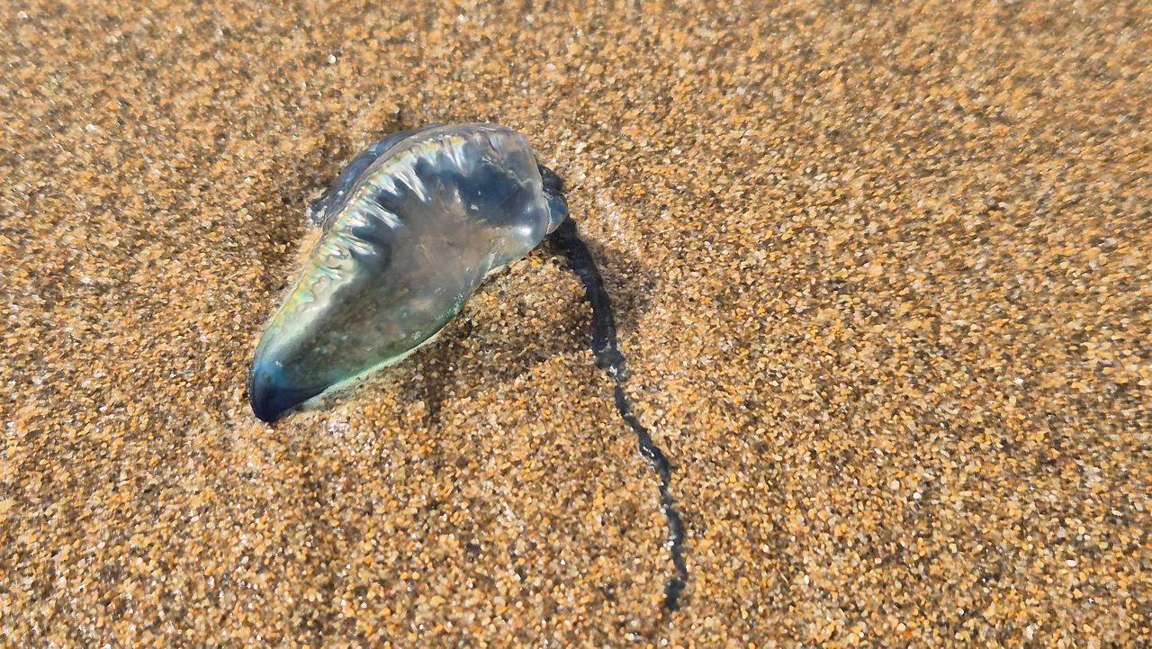 La Cruz Roja de Bizkaia ha alertado este domingo de la presencia de medusas en las playas de La Arena, Azkorri, Arriatera-Atxabiribil, Gorliz, Aritzatxu, Laida y Laga. Especialistas señalan que el cambio climático, junto con la contaminación y la disminución de sus depredadores naturales, está facilitando su expansión. El fenómeno coincide con un notable incremento de las temperaturas y alteraciones en las corrientes marinas, condiciones que favorecen la proliferación de estas especies. 

