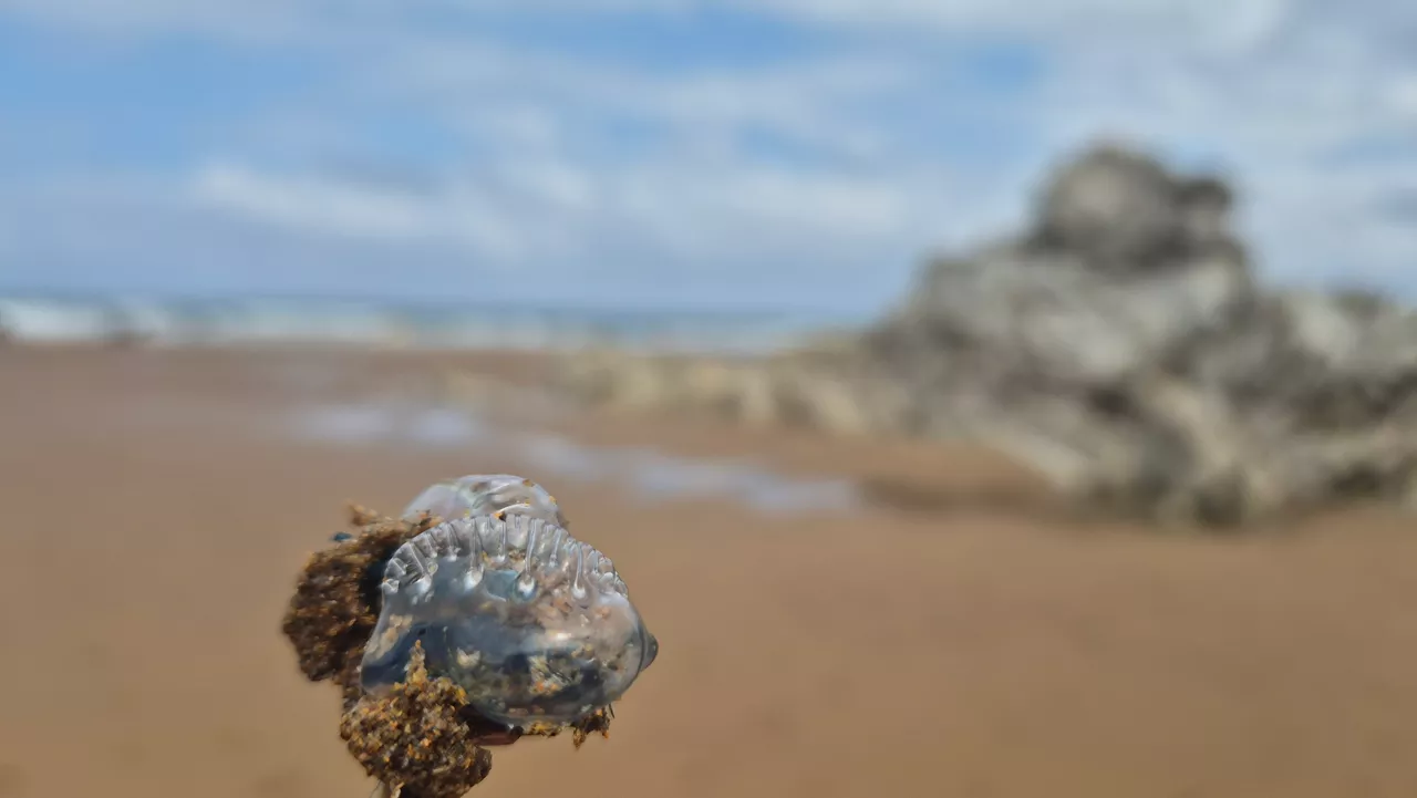 La Cruz Roja de Bizkaia ha alertado este domingo de la presencia de medusas en las playas de La Arena, Azkorri, Arriatera-Atxabiribil, Gorliz, Aritzatxu, Laida y Laga. Especialistas señalan que el cambio climático, junto con la contaminación y la disminución de sus depredadores naturales, está facilitando su expansión. El fenómeno coincide con un notable incremento de las temperaturas y alteraciones en las corrientes marinas, condiciones que favorecen la proliferación de estas especies. 