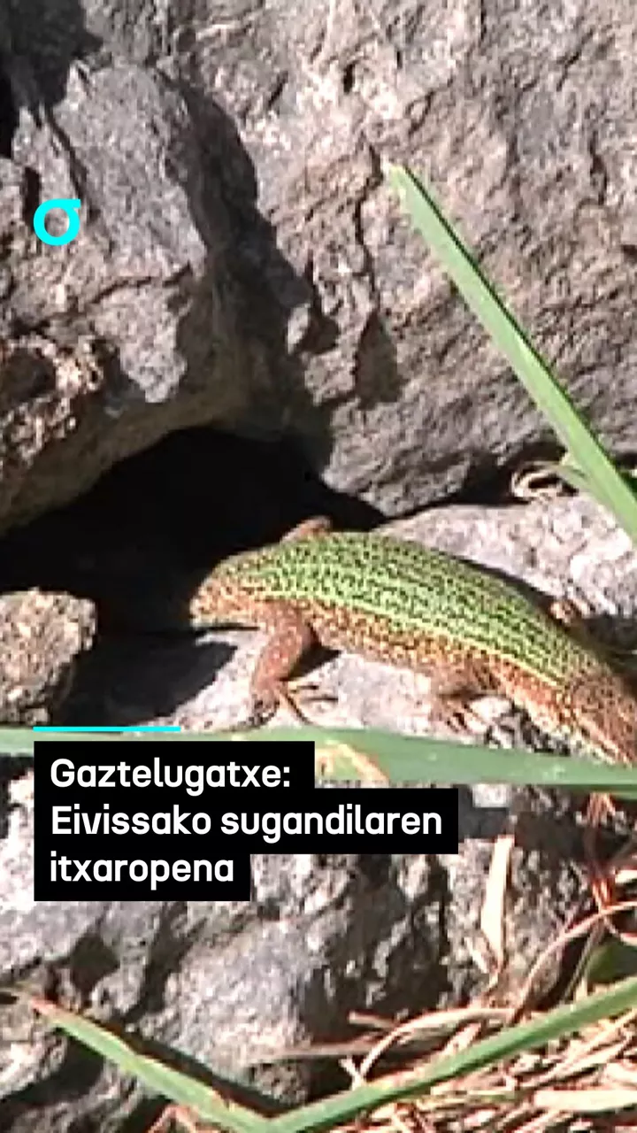 video feed poster