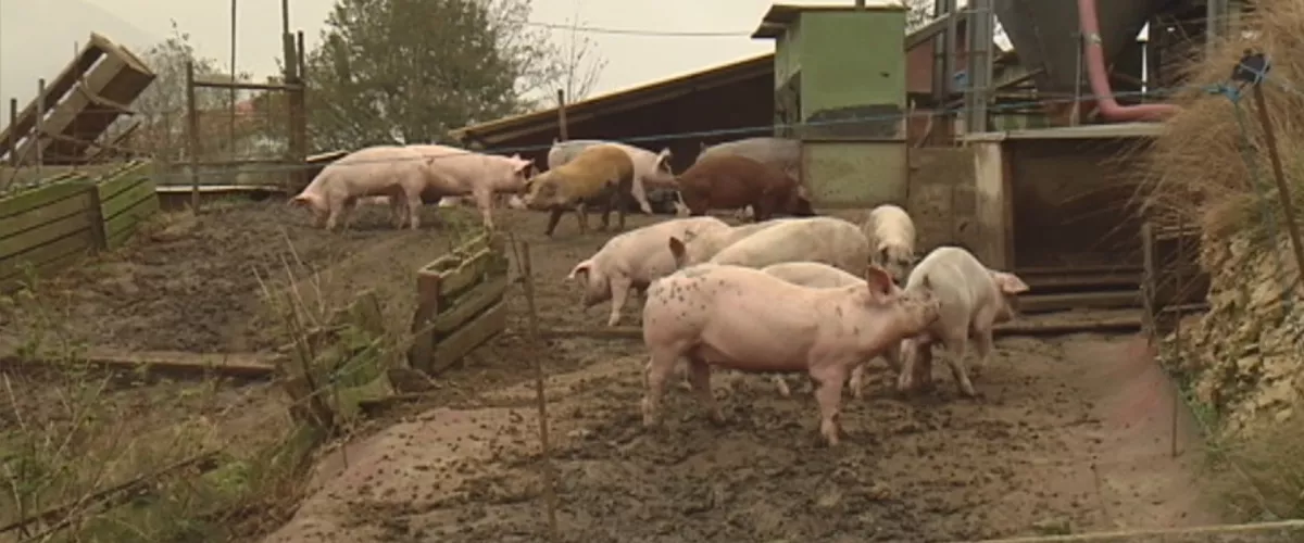 MAM-eko argazkia: txerria_