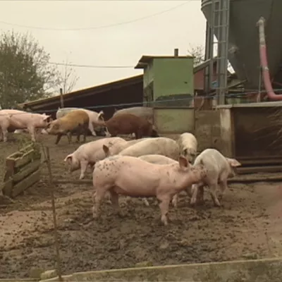 MAM-eko argazkia: txerria_