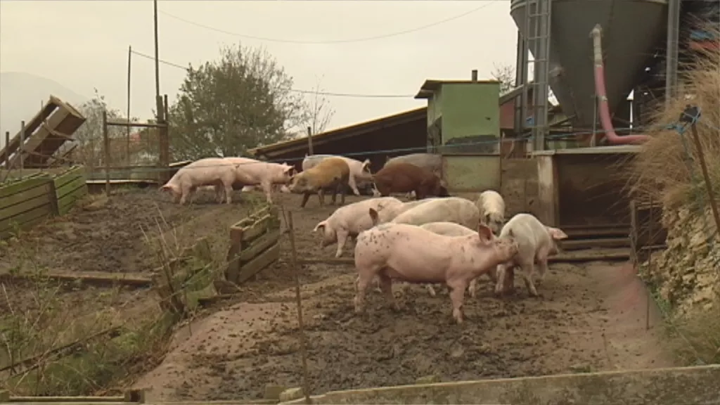 MAM-eko argazkia: txerria_